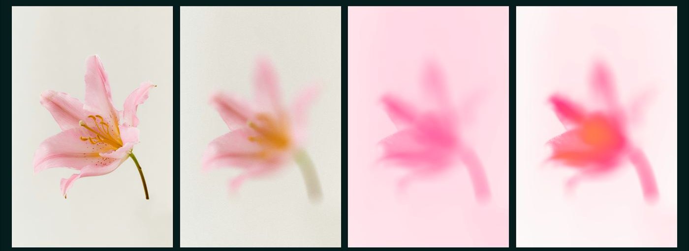 Background process — a pink lily, then blurred, gradient-mapped and blended