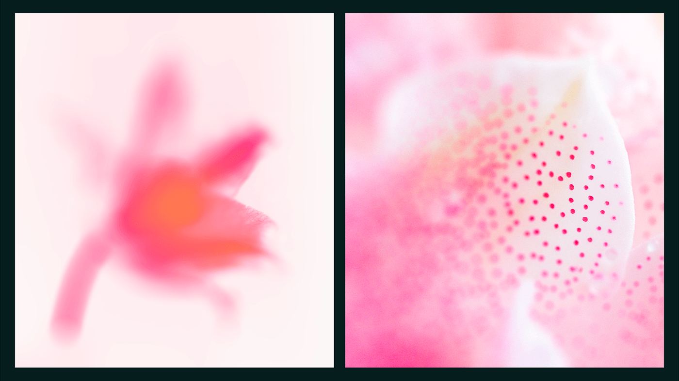 Two generated backgrounds — a blurred lily and a dotted petal in pink