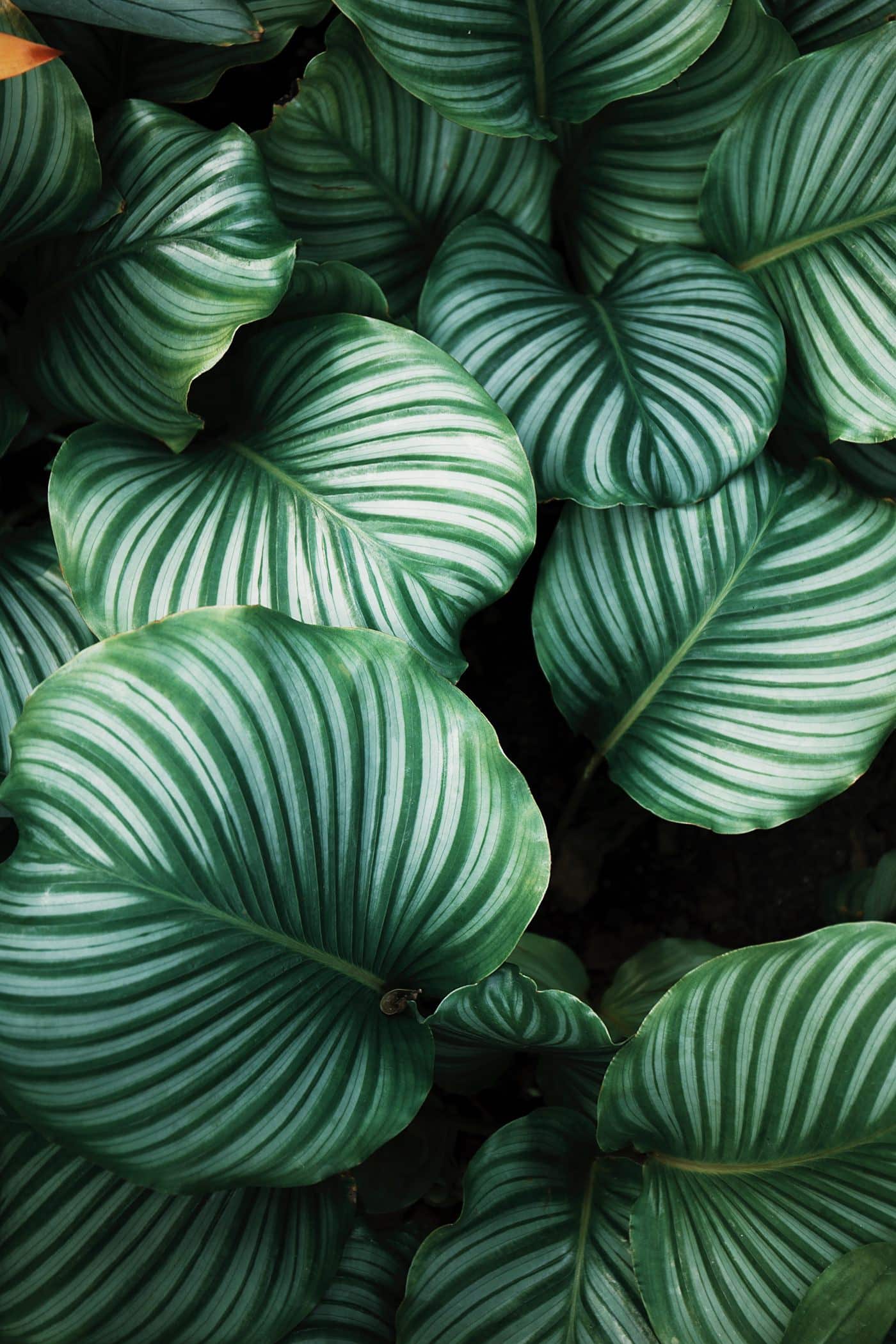 Striped calathea leaves