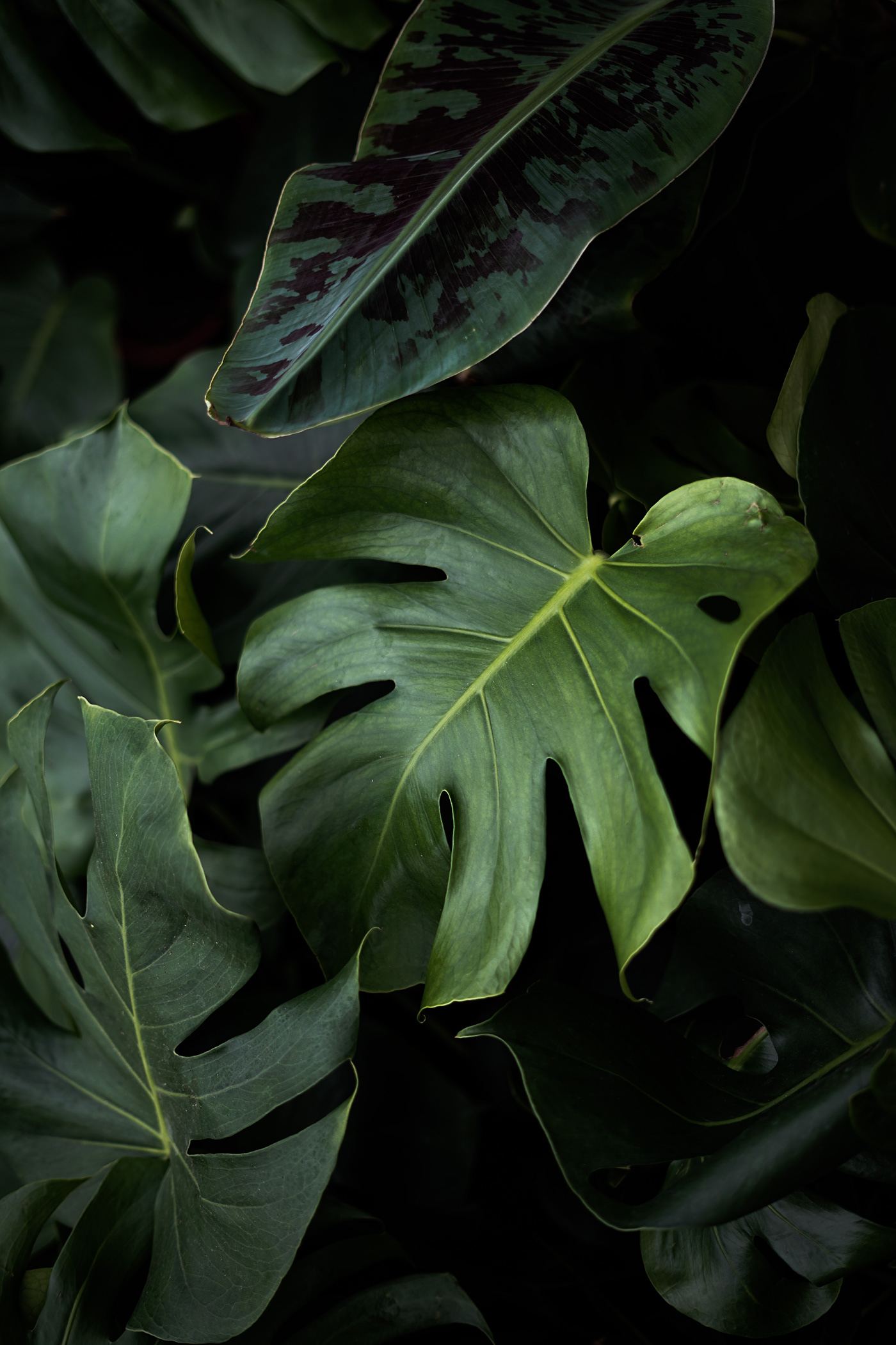 Monstera leaves in shadow
